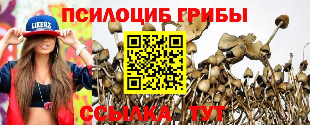 Псилоцибиновые грибы прущие грибы Вышний Волочёк